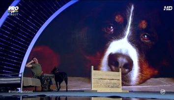 Cainele Bibi si-a trezit stapanul in cel mai amuzant mod posibil. Momentul care i-a cucerit pe toti