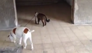 Clipul viral al saptamanii! Cum reuseste o pisica sa duca acasa un caine, tinandu-l de lesa