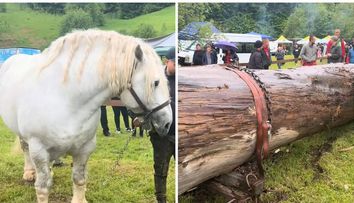 Noi detalii sfâșietoare despre moartea calului Falko! Ce l-a pus stăpânul său să facă cu 10 minute înainte de a se prăbuși