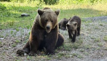 Puii ursoaicei care a atacat italianul pe Transfăgărășan își caută disperați mama! Cum au fost surprinși: „Trebuia găsită o altă soluție” FOTO