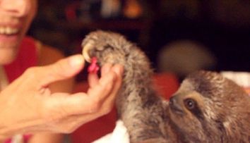 Gest emotionant de prietenie. Un pui de lenes ii ofera petale de flori ingrijitoarei si o mangaie cu gherutele: VIDEO