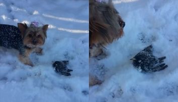 Video incredibil! Ce se intampla la cateva minute dupa ce un catel gaseste o pasare inghetata in zapada