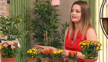 Nu lăsa grădina să moară iarna! Ce plante îți rămân verzi și colorate până la primăvară