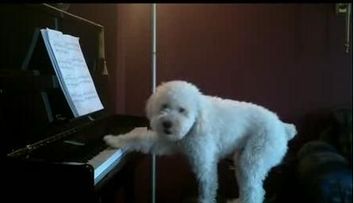 Recital la pian, sustinut de un bichon maltez adorabil! VIDEO