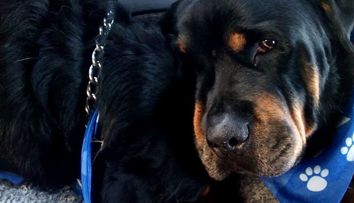 Dovada ca si animalele au sentimente. Imaginile cu un rottweiler indurerat au impresionat 23 000 000 de oameni - VIDEO