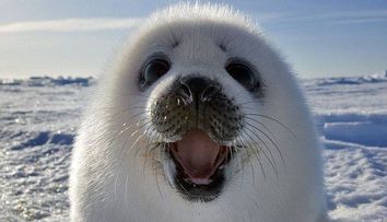 Fa cunostinta cu foca vesela! Nu este ea cel mai adorabil animal?