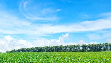 Este usor de plantat, rezista la inghet si poate aduce profituri record. Leguma redescoperita de agricultorii romani