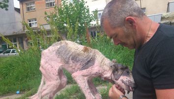 Cum arata acum acest caine dupa ce a fost salvat si tratat cu dragoste. Imaginile sunt impresionante