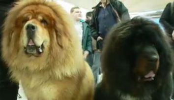Expozitie de caini de rasa din 15 tari, la Cluj. Cei mici au fost fascinati: 