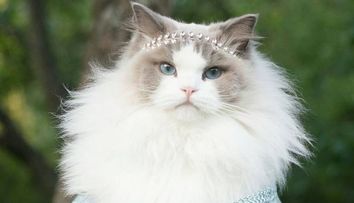 Grumpy Cat e istorie! O noua pisica face senzatie pe internet. Cum arata Aurora, felina-printesa care i-a cucerit pe internauti