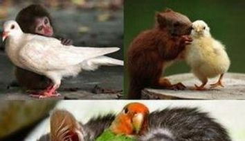 Prietenii intre animale: GALERIE FOTO