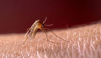 Focar de malarie în România. Specialist: Este posibilă o transmitere locală a malariei. Riscul vine din cauza încălzirii globale
