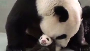 Momentul emotionant cand o ursoaica panda isi revede puiul dupa o luna de zile. Clipul a strans sute de mii de afisari pe YouTube