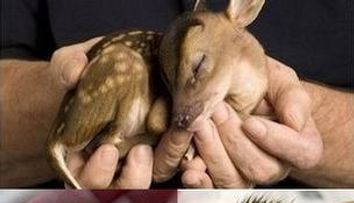 Animalute care iti aduc zambetul pe buze! GALERIE FOTO