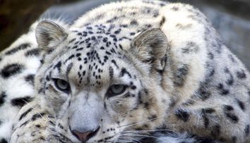 Tragedie la grădina zoologică din Nebraska! Trei leoparzi ai zăpezii au murit din cauza coronavirusului 