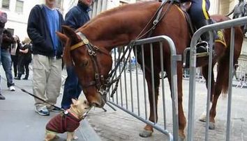 Cum s-a imprietenit un bulldog francez cu un cal al politiei NYPD chiar pe Wall Street! VIDEO