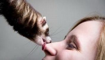 Dihorii, cele mai dragute animale de companie! GALERIE FOTO