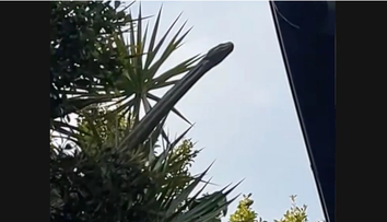 Un șarpe monstruos, surprins la geamurile unui apartament din Brisbane, e viral pe social media: ”Aș pune casa la vânzare în secunda doi”