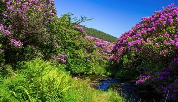 Fenomenul care atrage mii de turiști la munte în fiecare vară. Ciucaș, Bucegi și alte zone unde rhododendronul face spectacol
