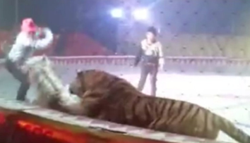 Un cal a fost atacat brutal de un tigru si un leu in timpul unei repetitii de la circ