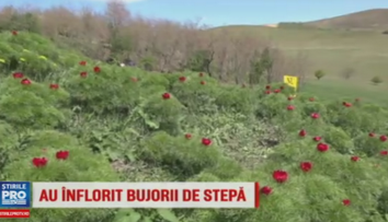 Spectacol de culori in Mures. Au inflorit bujorii de stepa din Zau de Campie, o rezervatie unica in Europa