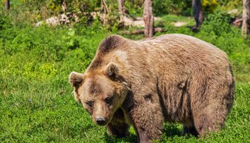 S-a speriat de urs și a fugit în pădure. Salvatorii au căutat o zi întreagă o femeie plecată la cules de afine