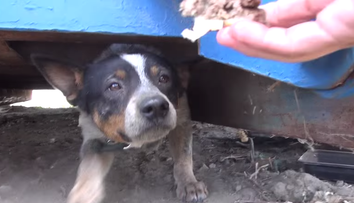 Stapanii l-au abandonat fara mila intr-un tomberon. Reactia catelului dupa ce a fost salvat e cu adevarat induiosatoare