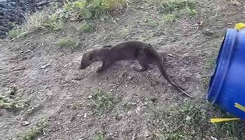 O vidră a ajuns într-un salon de coafură. Ce s-a întâmplat ulterior cu animalul, o specie strict protejată - VIDEO