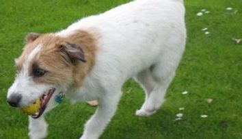 Un caine i-a salvat viata stapanului sau: i-a mancat degetul infectat!