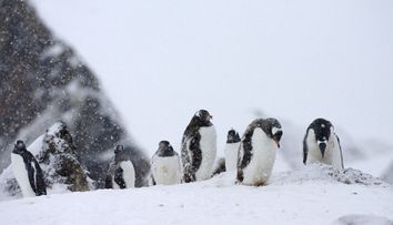 Cum se trăiește în Antarctica, singurul continent de pe glob unde nu s-au înregistrat cazuri de Covid-19