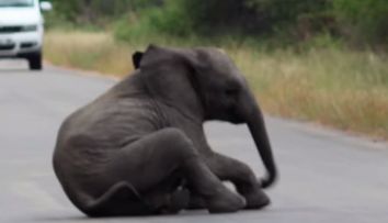Un pui de elefant se prabuseste in mijlocul soselei. Reactia familiei lui, impresionanta - VIDEO