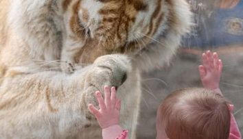 Moment infricosator la zoo in SUA. Cum reactioneaza un tigru cand vede un bebelus