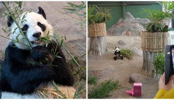 Lumi și Pyry vor fi trimiși înapoi în China. Motivul pentru care o grădină zoologică din Finlanda renunță la cei doi urși panda gigant