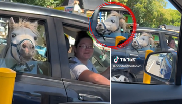 VIDEO viral pe TikTok. Calul, pe bancheta din spate a mașinii, la coadă la drive-thru