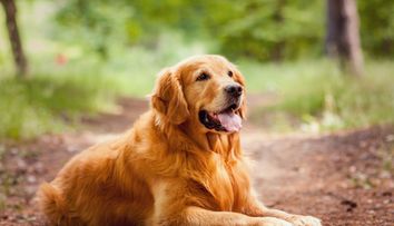 Concurs international canin la Bistrita Nasaud. 500 de caini au defilat si si-au etalat frumusetea si tinuta