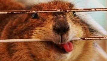 Situatii nostime in care sunt implicate animalele! GALERIE FOTO