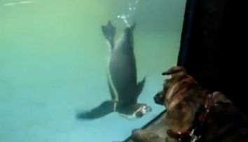 Reactia incredibil de haioasa a unui catel cand vede un pinguin. Stapanii lui nu se mai pot opri din ras