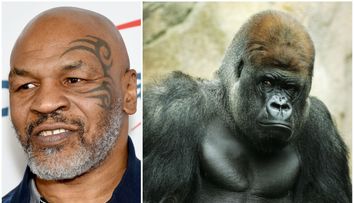 Mike Tyson, dezvăluire șocantă: A dat 10.000 de dolari pentru a se lupta cu o gorilă de la Zoo