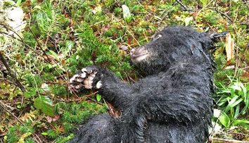 A gasit un animal ciudat ranit pe o poteca. Cand a ajuns acasa, si-a dat seama ca si-a riscat viata salvandu-l. Ce era