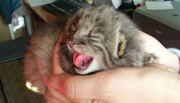 A crezut ca a gasit pui de pisica in hambar. Cateva luni mai tarziu, a avut parte de o surpriza. Ce erau animalele