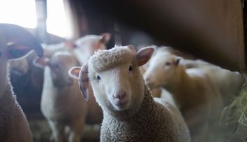 O turmă de oi a dat năvală într-o seră și a mâncat 300 de kilograme de canabis: „Totul este frumos pentru ele”
