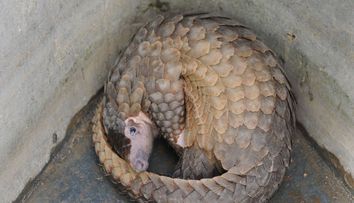 Ce se întâmplă acum cu pangolinii, despre care se crede că sunt sursa noului coronavirus
