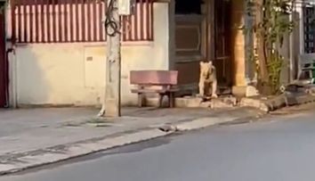 Un leu a fost filmat în timp ce se plimba pe străzile unui oraș. Animalul ar fi fost eliberat intenționat