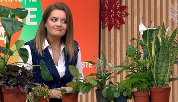 Iată ce plante trăiesc fără lumină naturală! Sunt perfecte pentru băi și colțuri întunecate și recomandate de experți