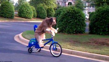 Nu stii sa mergi pe bicicleta? In cazul asta <span style=