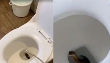 Clipe de groază la hotel! Momentul în care un șarpe veninos, de aproape 1,2 metri, iese dintr-un vas de toaletă! Un turist a filmat totul