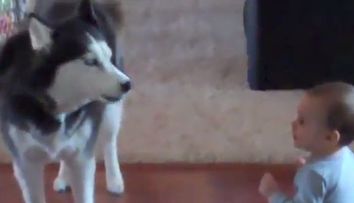 'Dialogul' dintre un copil si un caine husky a devenit viral pe internet. VIDEO amuzant