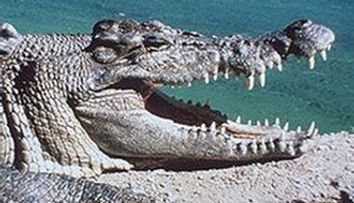 Un sudafrican a traversat inot un rau cu crocodili ca sa castige un loc la finala Mondialului