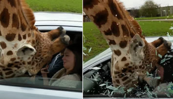 Accident teribil intr-un parc safari dupa ce un geam s-a spart in capul unei girafe