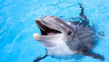 Un pescar a fost arestat pentru că a mâncat un delfin, după ce l-ar fi prins „din greșeală”